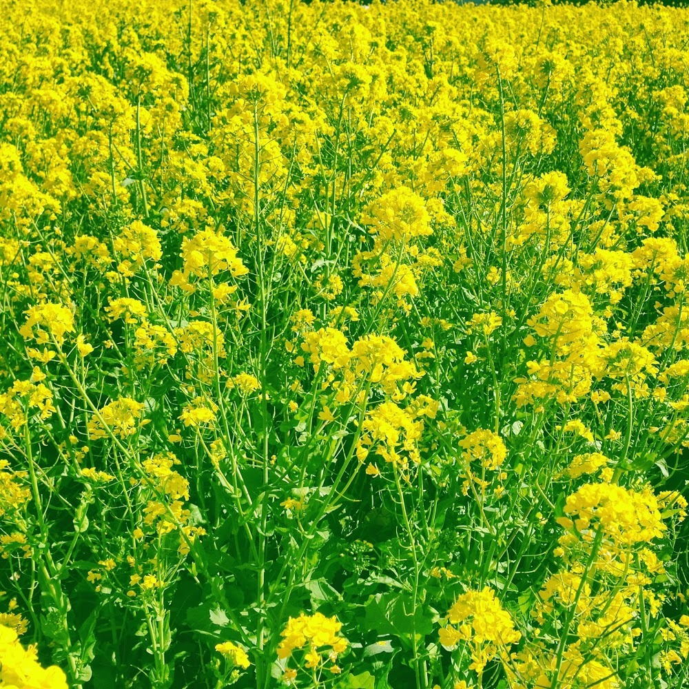 Meet your Posher, Yoko